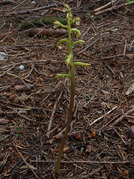 Sito a rischio 1 - Corallorhiza trifida